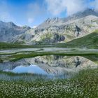 A sea of fluffy cottongrass