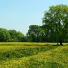 A sea of Greater Yellow Rattles