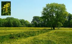 A sea of Greater Yellow Rattles