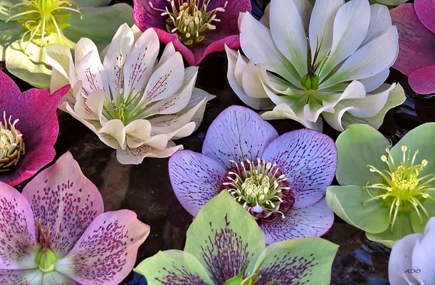 A Sea of Hellebores