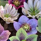 A Sea of Hellebores