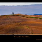 A sea of nature.....Terre senesi...