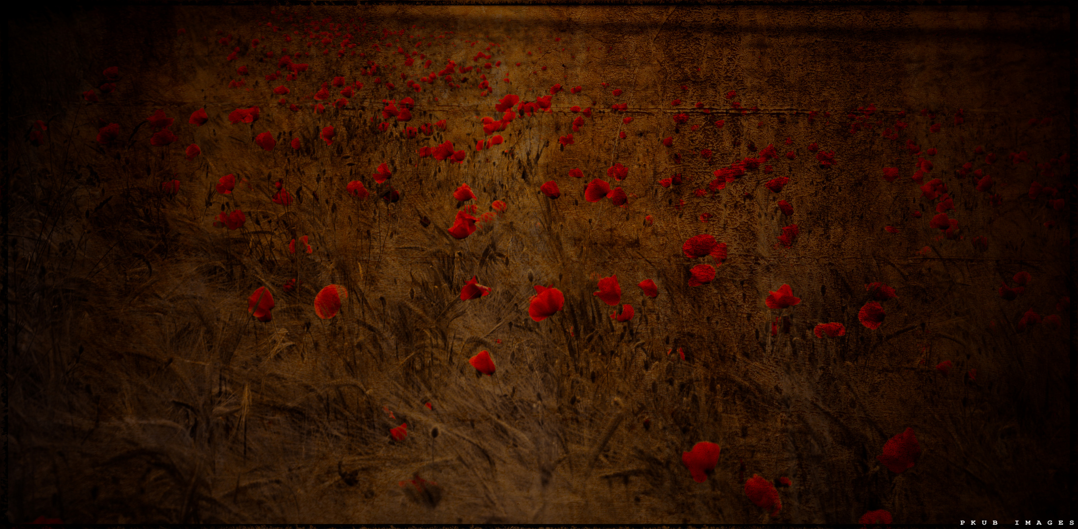 A sea of Poppies