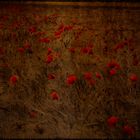 A sea of Poppies