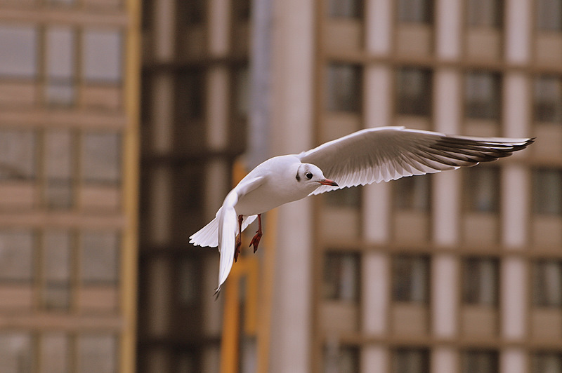 A seagull at the downtown