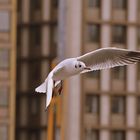 A seagull at the downtown