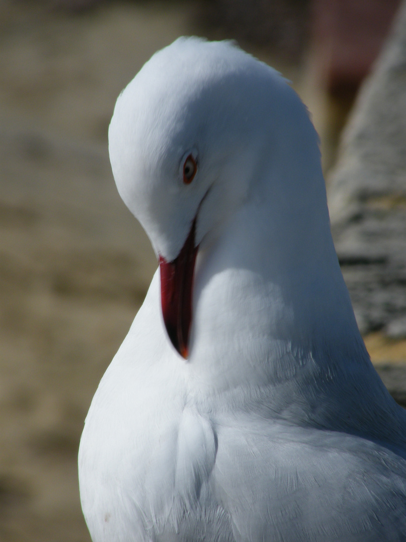 A seagull preening self !