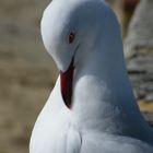 A seagull preening self !