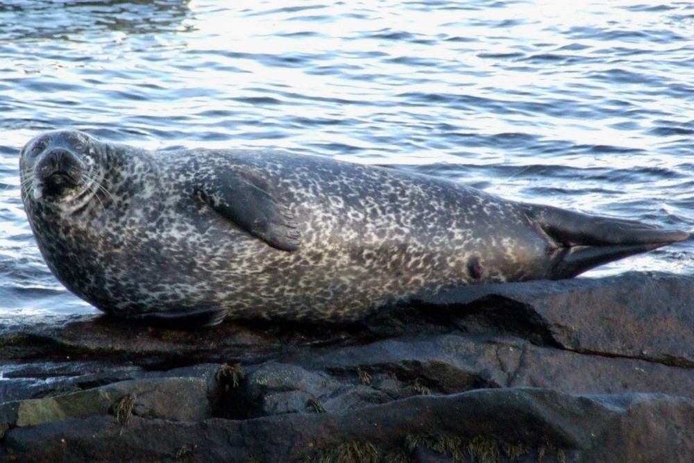 A seal chills out