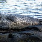 A seal chills out