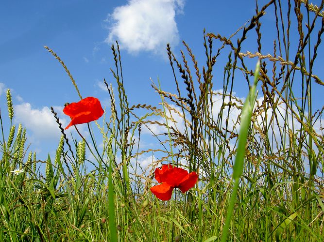 A See Of Flowers