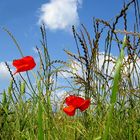 A See Of Flowers