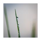 a selection of dew drops