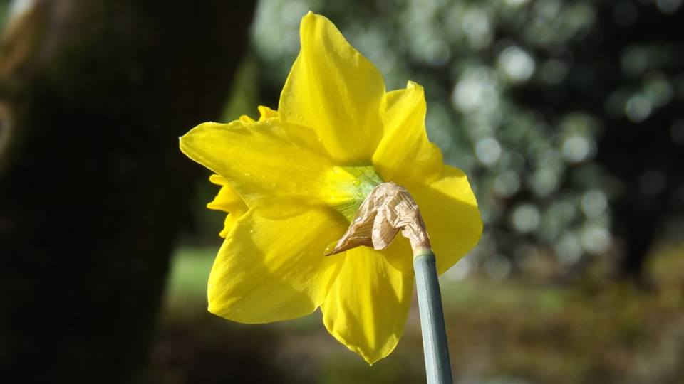 çà sent le printemps