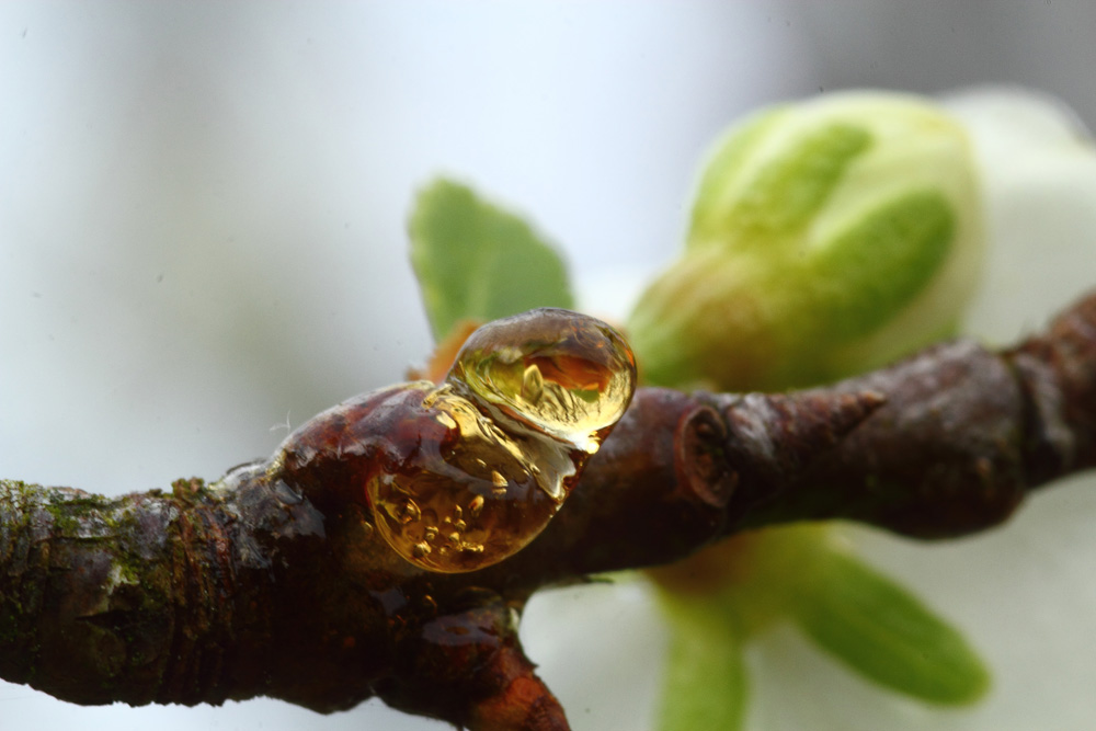 çà sent le printemps !