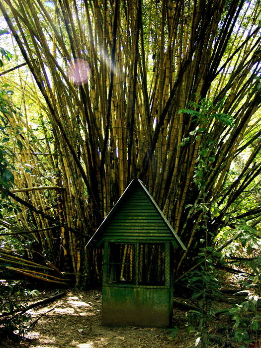 A shack in the rainforest