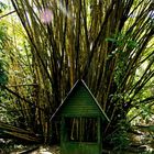 A shack in the rainforest