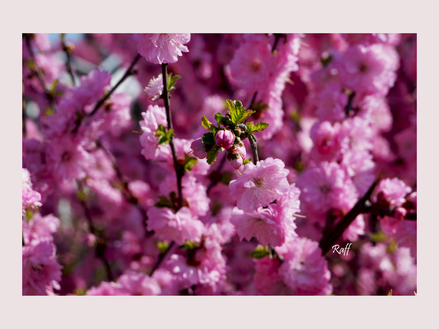 a shadow of pink