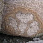  A Shamrock in a stone  