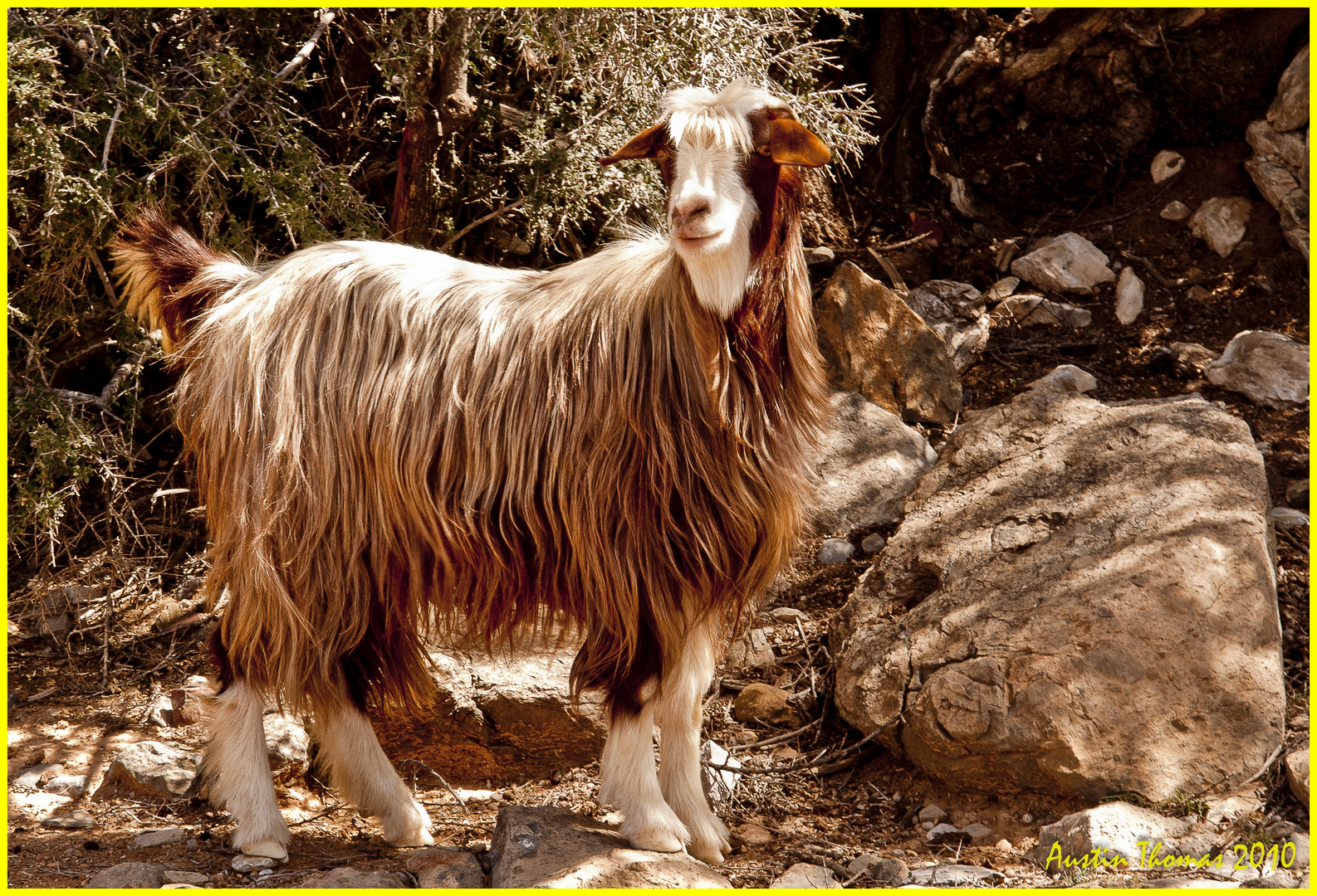 A Sheep in Jabal Shams Oman