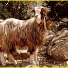 A Sheep in Jabal Shams Oman