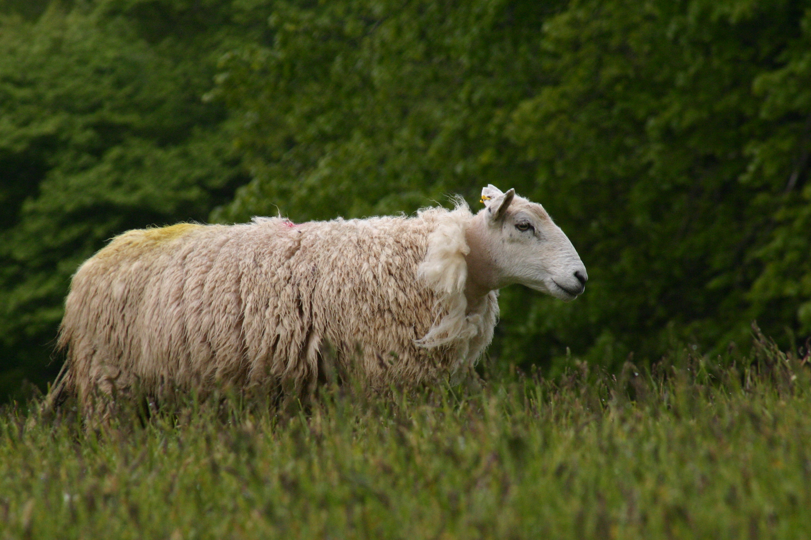 A sheep of scotland