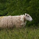 A sheep of scotland