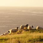 A "sheepish" sunset - a dream...