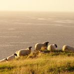 A "sheepish" sunset - a dream...