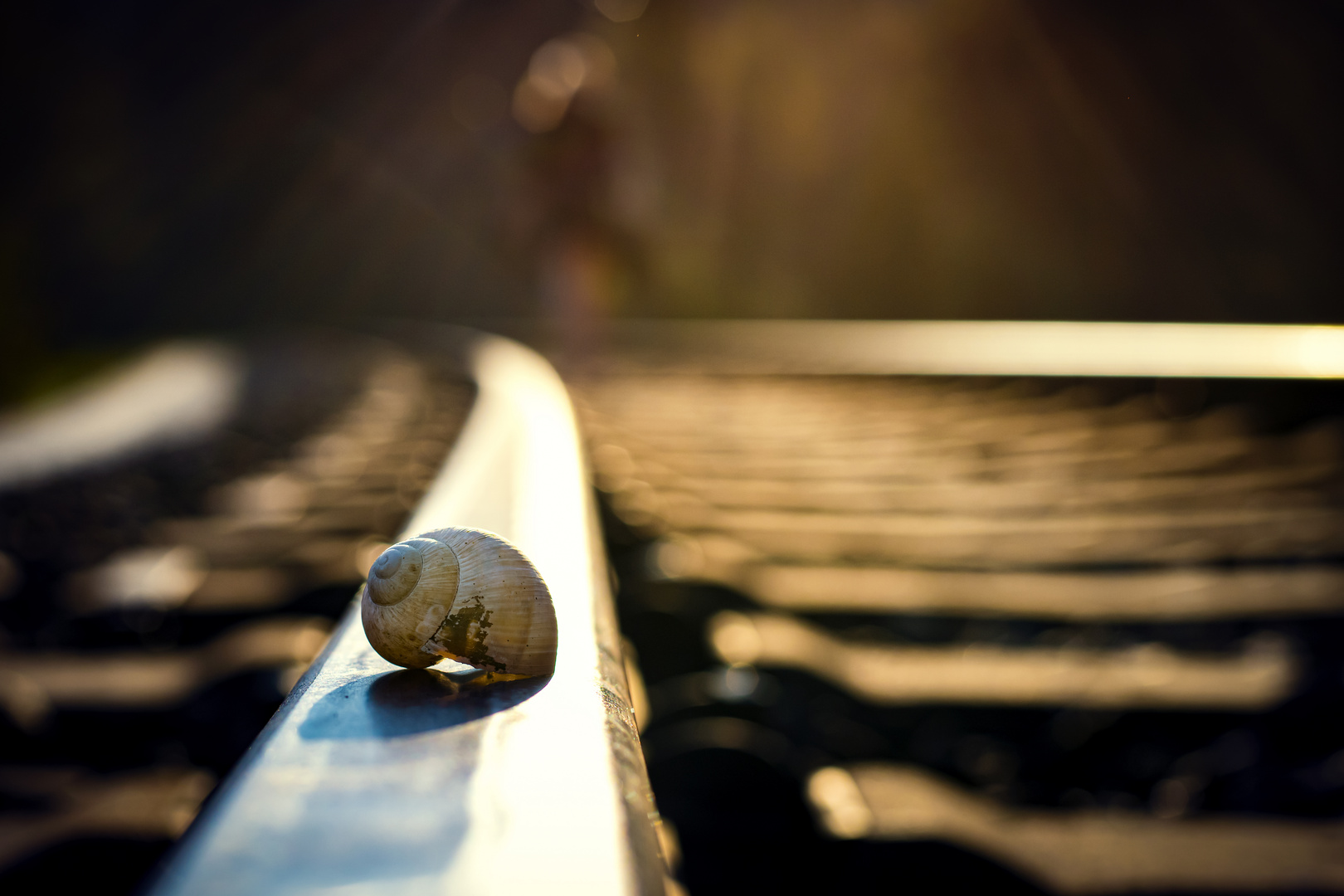 A shell on the track