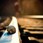 A shell on the track