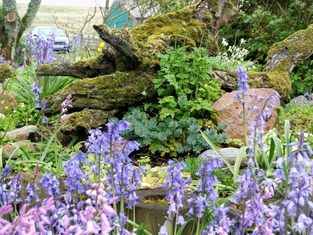 A Shetland Garden