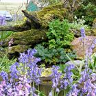 A Shetland Garden