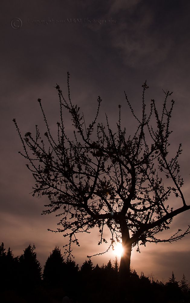 A shiny tree