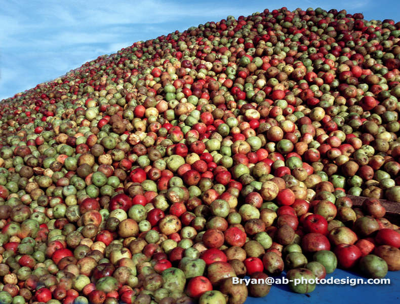 A shit load of Apples