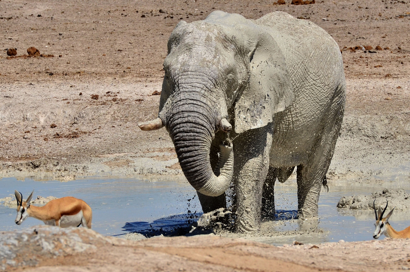 A shower with an elephant