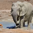 A shower with an elephant