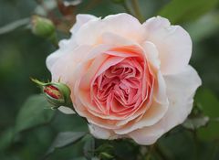 A shropshire Lad -
