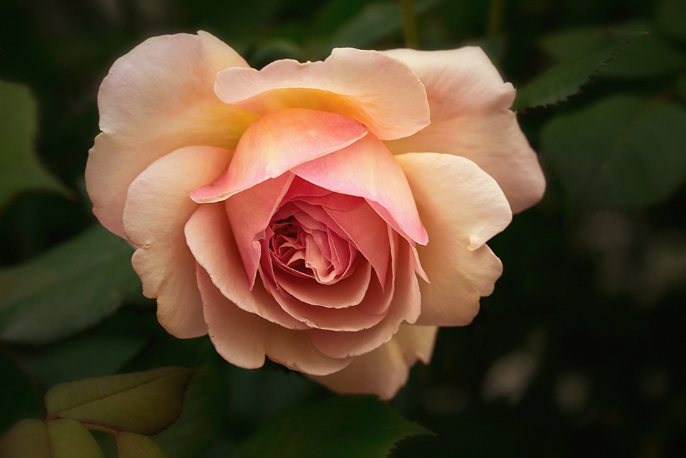 A shropshire lad