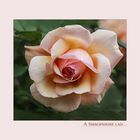 A shropshire lad....