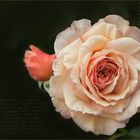 A Shropshire Lad...