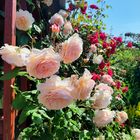 A Shropshire Lad (David Austin)