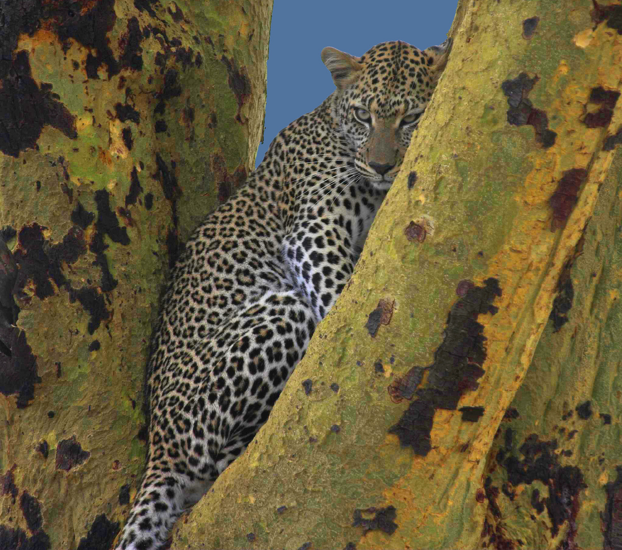 A shy cat in Seronera valley; Serengeti