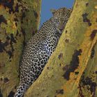 A shy cat in Seronera valley; Serengeti