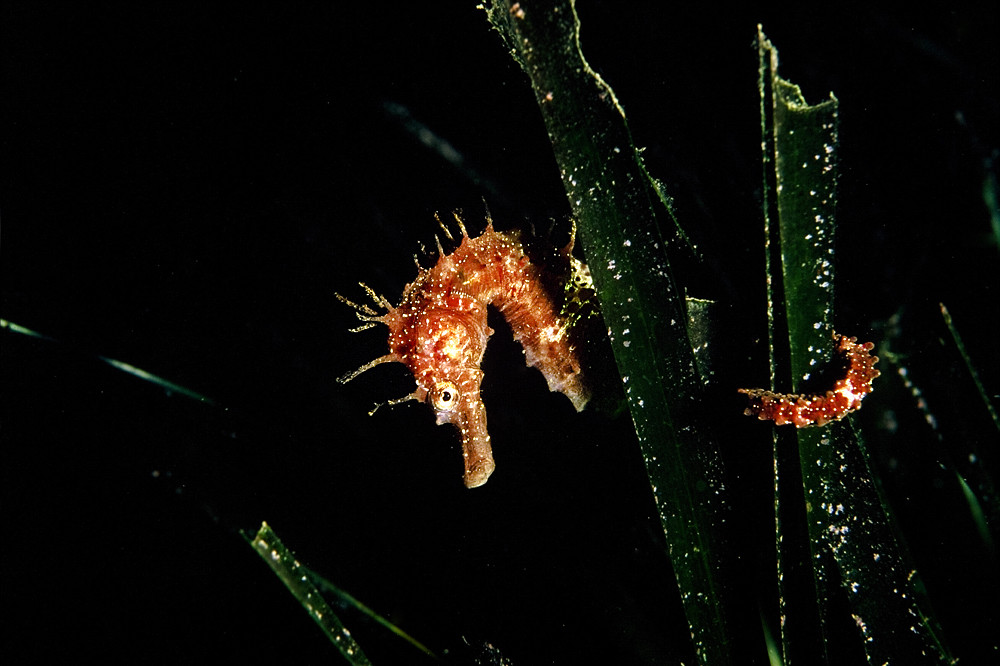 A shy sea horse...