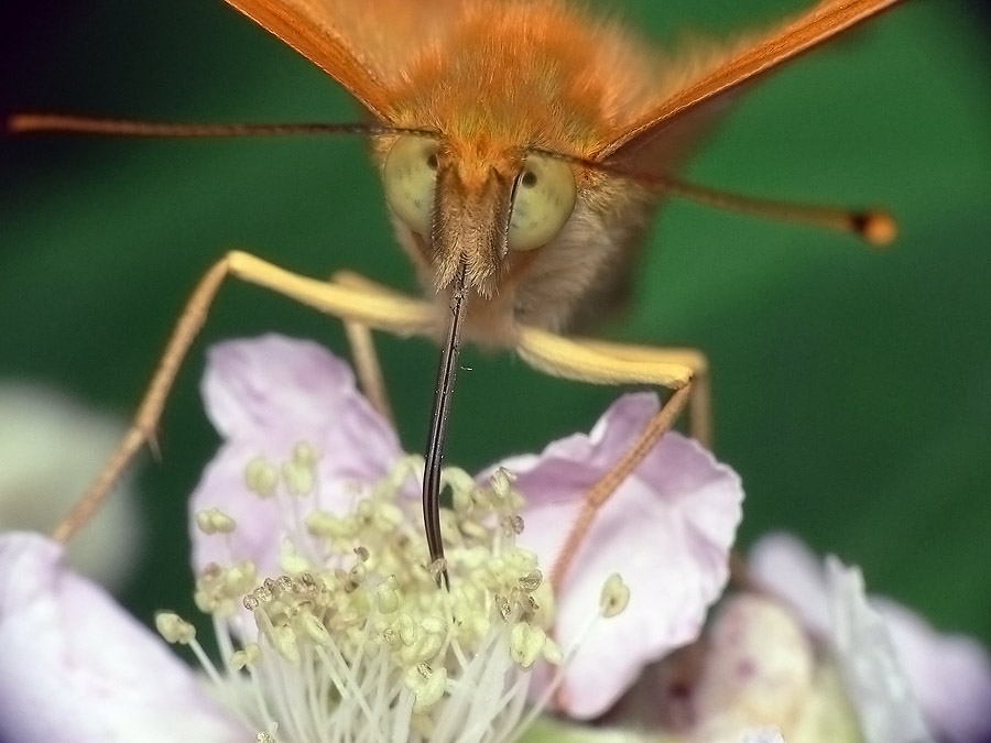 A simple butterfly