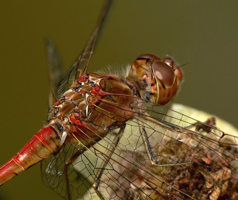 A simple dragonfly!