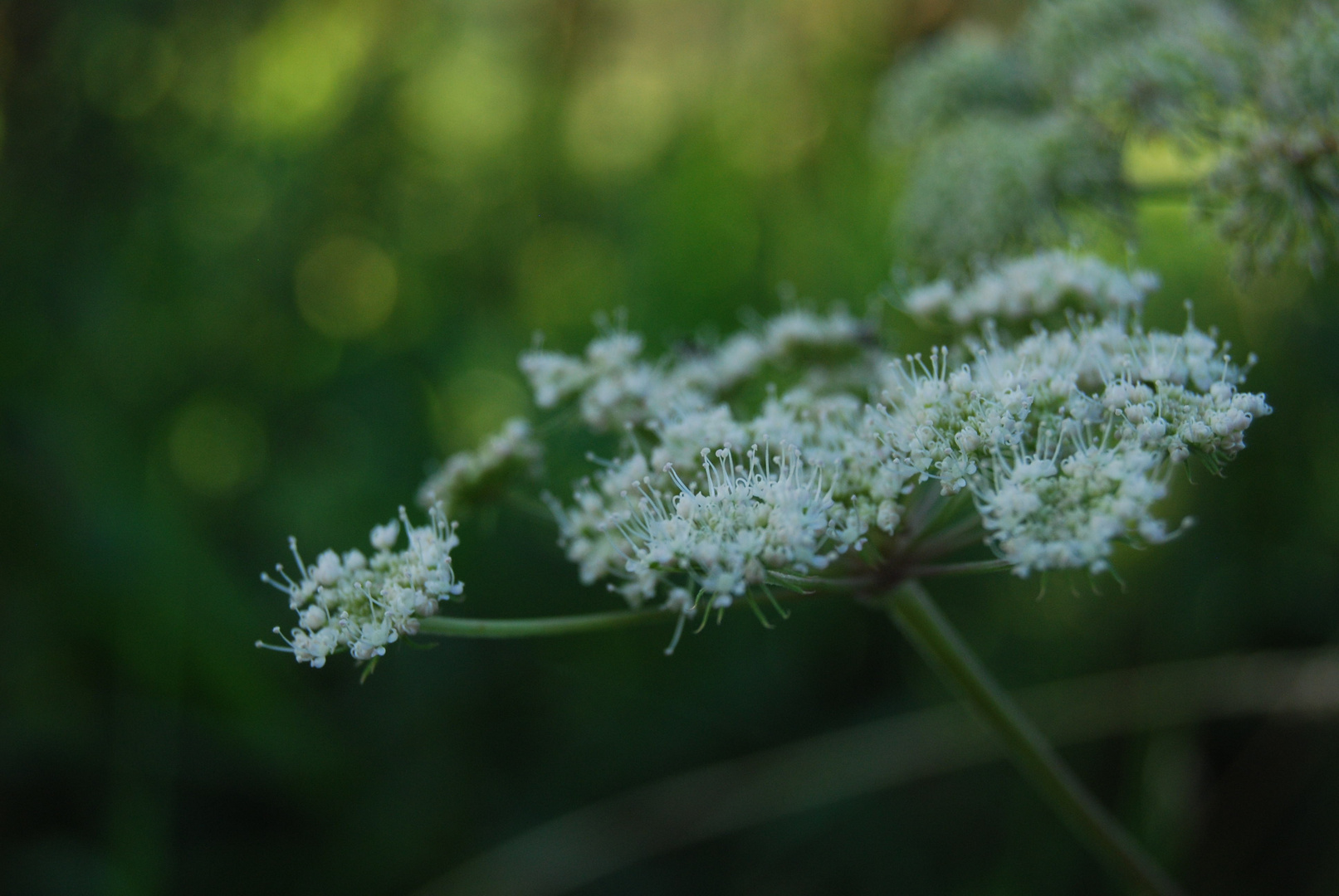 a simple flower