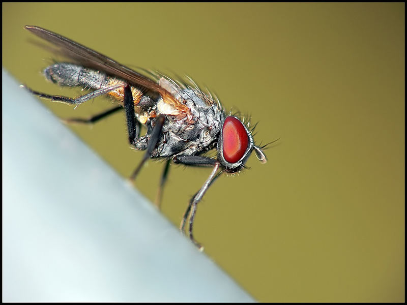 A simple fly