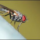 A simple fly
